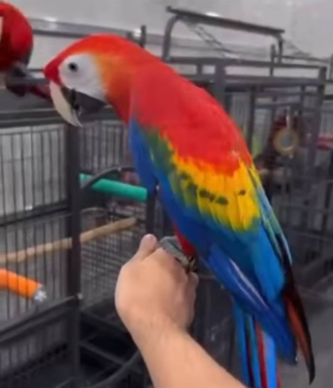 Click on this video to check how we care for our Birds